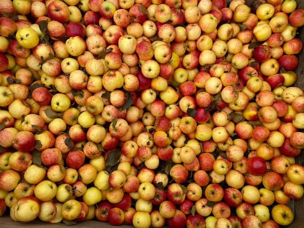 pommes_cidre