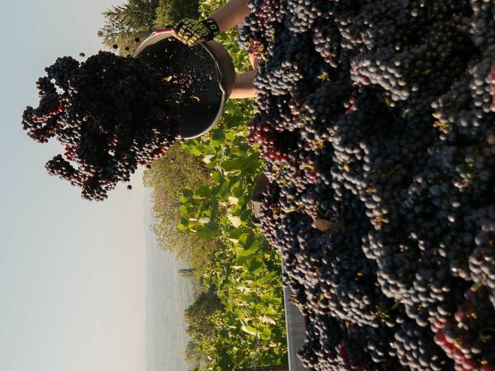 Vin en fût
